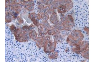 #VALUE! (SHBG antibody  (AA 44-222))