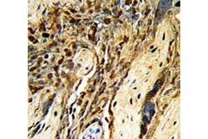 IHC analysis of FFPE human placenta with MGMT antibody (MGMT antibody  (AA 156-182))