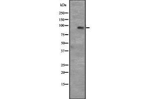 Western blot analysis of CCNT1 expression in Hela cell lysate,The lane on the left is treated with the antigen-specific peptide. (Cyclin T1 antibody  (C-Term))