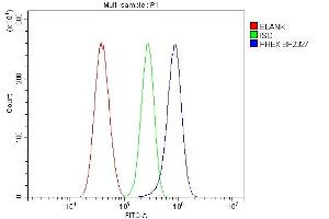 Flow Cytometry analysis of U87 cells using anti-PHEX antibody (ABIN7600072). (PHEX antibody  (AA 145-718))