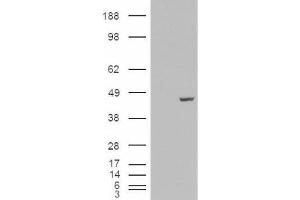 Western Blotting (WB) image for anti-Poly(rC) Binding Protein 4 (PCBP4) (C-Term) antibody (ABIN2466077) (PCBP4 antibody  (C-Term))