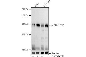 Western blot analysis of extracts of various cell lines, using Phospho-CDK1-T15 antibody (ABIN3019442, ABIN3019443, ABIN3019444 and ABIN6225371) at 1:1000 dilution. (CDK1 antibody  (pTyr15))