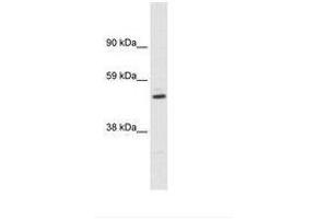 Image no. 1 for anti-Potassium Voltage-Gated Channel, Shaker-Related Subfamily, beta Member 1 (KCNAB1) (AA 311-360) antibody (ABIN6735464) (KCNAB1 antibody  (AA 311-360))