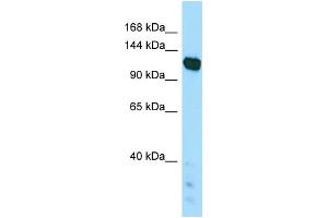 WB Suggested Anti-PAPLN Antibody Titration: 1. (PAPLN antibody  (C-Term))