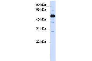 WB Suggested Anti-FAM134B Antibody Titration:  0. (FAM134B antibody  (Middle Region))