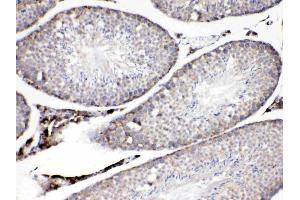 ADFP was detected in paraffin-embedded sections of mouse testis tissues using rabbit anti- ADFP Antigen Affinity purified polyclonal antibody (Catalog # ) at 1 µg/mL. (ADRP antibody  (AA 226-418))