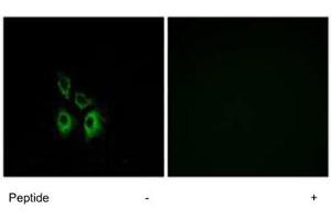 Immunofluorescence analysis of A-549 cells, using ADRA1A polyclonal antibody . (alpha 1 Adrenergic Receptor antibody)