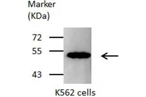 WB Image Sample(30 ug whole cell lysate) A:293T 7. (OAT antibody)