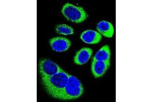 Confocal immunofluorescent analysis of GOT1L1 Antibody (C-term)(Cat#AP51895PU-N) with U-251MG cell followed by Alexa Fluor 488-conjugated goat anti-rabbit lgG (green). (GOT1L1 antibody  (C-Term))