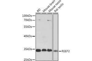 Western blot analysis of extracts of various cell lines, using REEP2 Rabbit pAb (ABIN7269887) at 1:1000 dilution. (REEP2 antibody  (AA 93-252))
