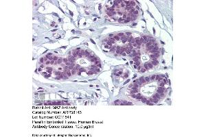 Human Breast (MAZ antibody  (N-Term))