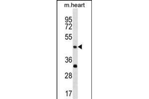 Mouse Actl7b Antibody (Center) (ABIN1538126 and ABIN2850142) western blot analysis in mouse heart tissue lysates (35 μg/lane). (Actl7b antibody  (AA 227-253))