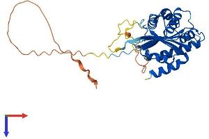 BCCIP Protein (AA 1-314) (His tag)