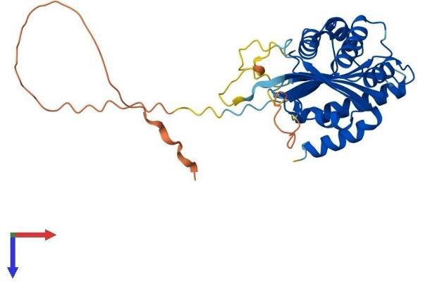BCCIP Protein (AA 1-314) (His tag)