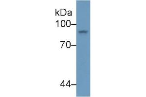 STAT4 antibody  (AA 505-737)