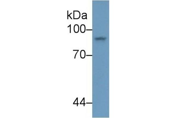 STAT4 antibody  (AA 505-737)