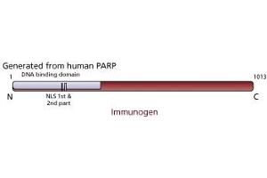 Image no. 2 for anti-Poly (ADP-Ribose) Polymerase 1 (PARP1) antibody (ABIN967540) (PARP1 antibody)