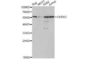 Western blot analysis of extracts of various cell lines, using CHEK2 antibody. (CHEK2 antibody  (AA 1-220))