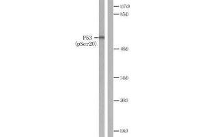 Western blot analysis of extracts from COS7 cells treated with (p53 antibody  (pSer20))