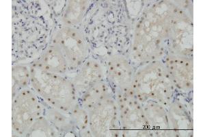 Immunoperoxidase of monoclonal antibody to CDADC1 on formalin-fixed paraffin-embedded human kidney. (CDADC1 antibody  (AA 423-514))