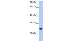 Image no. 1 for anti-Chromosome 12 Open Reading Frame 68 (C12orf68) (AA 51-100) antibody (ABIN6739437) (C12ORF68 antibody  (AA 51-100))