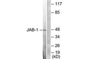 Western blot analysis of extracts from LOVO cells, using JAB1 Antibody. (COPS5 antibody  (AA 374-423))