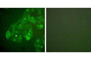 Peptide - +Immunofluorescence analysis of A549 cells, Connexin 43 antibody (#30038). (Connexin 43/GJA1 antibody)