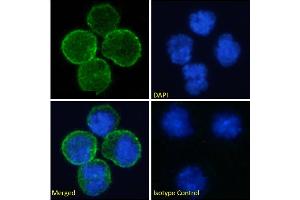 Immunofluorescence staining of fixed Daudi cells with anti-CD40 antibody 5D12. (Recombinant CD40 antibody)