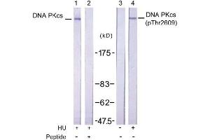 Image no. 1 for anti-Protein Kinase, DNA-Activated, Catalytic Polypeptide (PRKDC) (pThr2609) antibody (ABIN196899) (PRKDC antibody  (pThr2609))