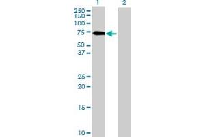 Western Blot analysis of GGA1 expression in transfected 293T cell line by GGA1 MaxPab polyclonal antibody.