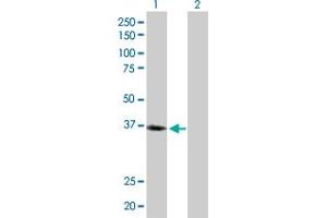 Western Blot analysis of LAIR1 expression in transfected 293T cell line by LAIR1 MaxPab polyclonal antibody. (LAIR1 antibody  (AA 1-287))