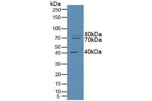 Figure. (RFTN1 antibody  (AA 288-520))