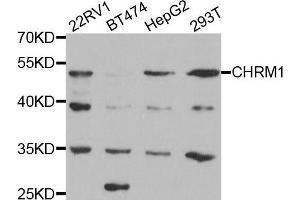 Western blot analysis of extracts of various cell lines, using CHRM1 antibody.