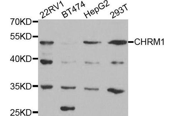 CHRM1 Antikörper  (C-Term)