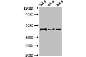 Western Blot Positive WB detected in Recombinant protein All lanes: DYNC2H1 antibody at 2. (DYNC2H1 antibody  (AA 1928-2065))