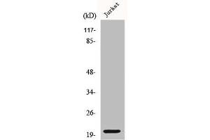 Western Blot analysis of COS7 cells using COP ζ1 Polyclonal Antibody (COPZ1 antibody  (N-Term))