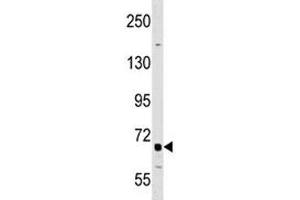 DR6 antibody western blot analysis in A549 lysate. (TNFRSF21 antibody  (AA 356-385))