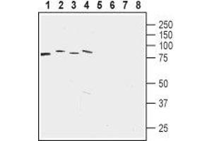 Western blot analysis of rat brain membrane (lanes 1 and 5), mouse brain membrane (lanes 2 and 6), human acute lymphoblastic leukemia (MOLT-4) (lanes 3 and 7) and human colorectal adenocarcinoma (HT-29) cell lysates: - 1-4. (LETM1 antibody  (Intracellular, Mitochondrial Matrix))