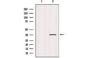 Western blot analysis of extracts from Hela, using GPR141 Antibody. (GPR141 antibody  (Internal Region))