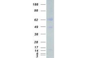 Validation with Western Blot (ARMS2 Protein (Myc-DYKDDDDK Tag))