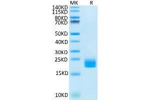 LAIR2 Protein (AA 22-152) (His-Avi Tag)