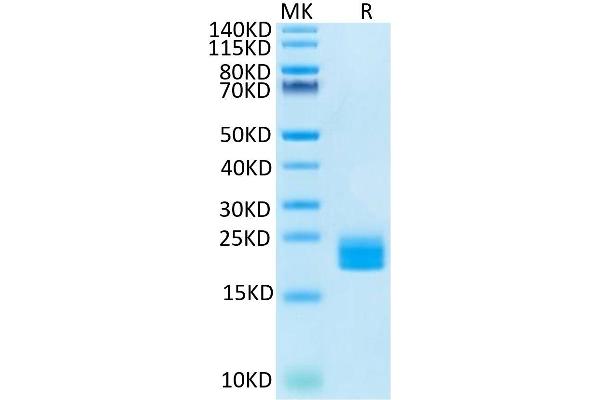 LAIR2 Protein (AA 22-152) (His-Avi Tag)