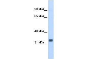 WB Suggested Anti-Ehf Antibody Titration:  0. (EHF antibody  (N-Term))