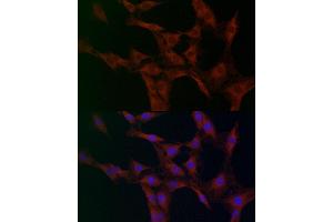 Immunofluorescence (IF) image for anti-Glutamic-Oxaloacetic Transaminase 2, Mitochondrial (Aspartate Aminotransferase 2) (GOT2) (AA 30-200) antibody (ABIN6141285)