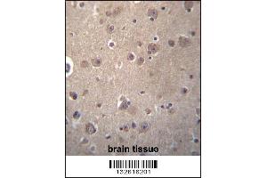 SNX4 Antibody immunohistochemistry analysis in formalin fixed and paraffin embedded human brain tissue followed by peroxidase conjugation of the secondary antibody and DAB staining. (Sorting Nexin 4 antibody  (C-Term))