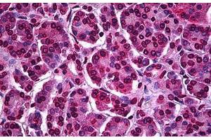 Human Pancreas: Formalin-Fixed, Paraffin-Embedded (FFPE) (ATF5 antibody  (AA 101-200))