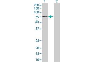 Western Blot analysis of IGF2BP2 expression in transfected 293T cell line by IGF2BP2 MaxPab polyclonal antibody. (IGF2BP2 antibody  (AA 1-598))