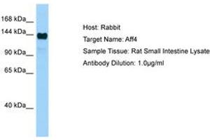 Image no. 1 for anti-AF4/FMR2 Family, Member 4 (AFF4) (AA 751-800) antibody (ABIN6749818)