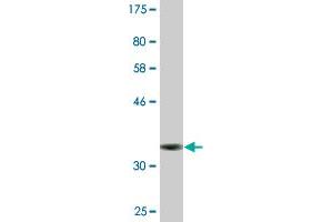 Western Blot detection against Immunogen (36. (Formin-Like 1 antibody  (AA 893-991))