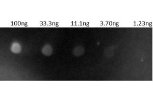 Dot Blot (DB) image for Goat anti-Human IgG (Heavy & Light Chain) antibody (TRITC) - Preadsorbed (ABIN101519)